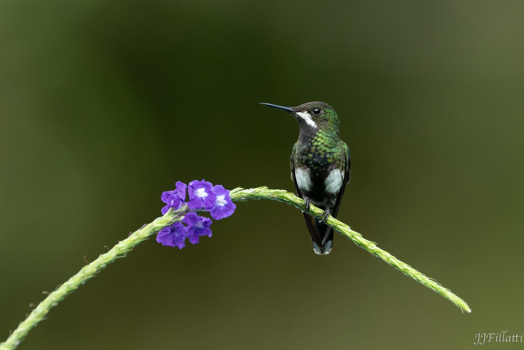 bird of colombia image 55